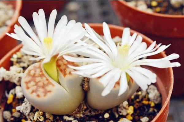 福壽玉多肉怎么養 多肉植物福壽玉養殖方法與注意事項