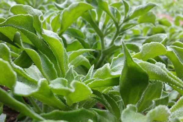 非洲冰草市場價格多少錢一斤 非洲冰草的繁殖方法