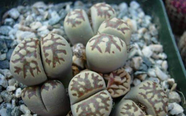 福壽玉多肉怎么養 多肉植物福壽玉養殖方法與注意事項