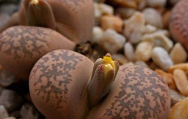 福壽玉多肉怎么養 多肉植物福壽玉養殖方法與注意事項