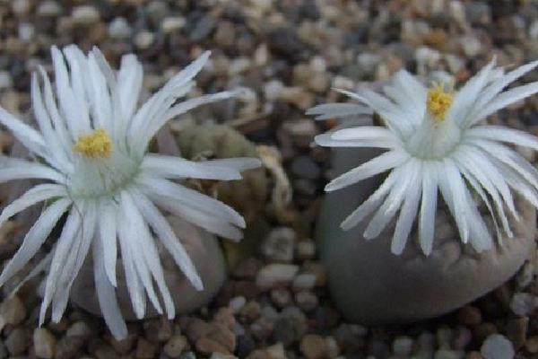 福壽玉多肉怎么養 多肉植物福壽玉養殖方法與注意事項