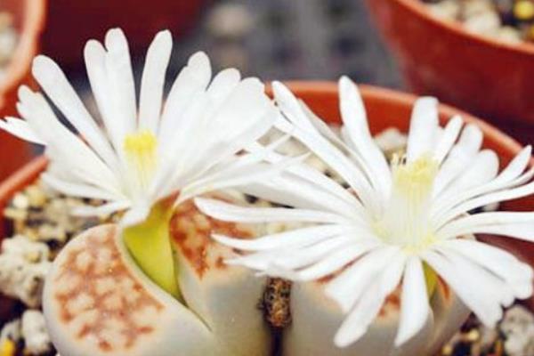 福壽玉多肉怎么養 多肉植物福壽玉養殖方法與注意事項