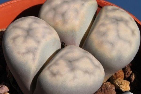 福壽玉多肉怎么養 多肉植物福壽玉養殖方法與注意事項