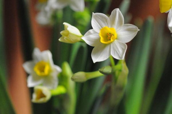 水仙花夏天怎么養 水仙花栽培技術