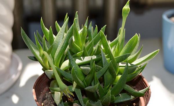 照波多肉市場價格多少錢一盆 照波多肉貴嗎