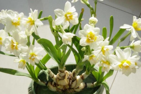 水仙花怎么養 水仙花養殖方法與注意事項
