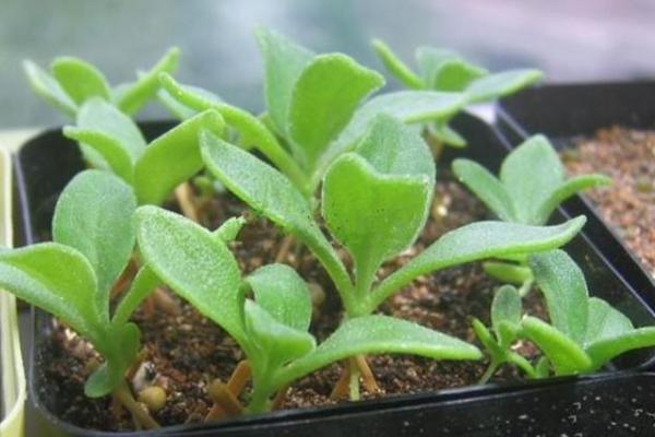 非洲冰草市場價格多少錢一斤 非洲冰草的繁殖方法