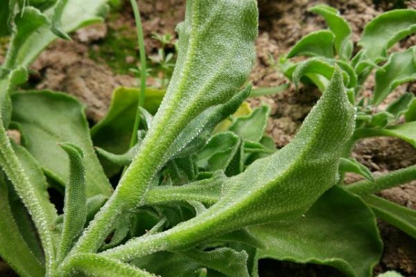非洲冰草市場價格多少錢一斤 非洲冰草的繁殖方法
