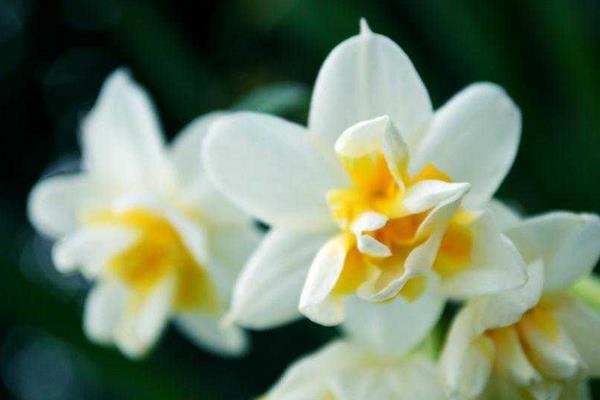 水仙花有毒嗎 水仙花可以吃嗎