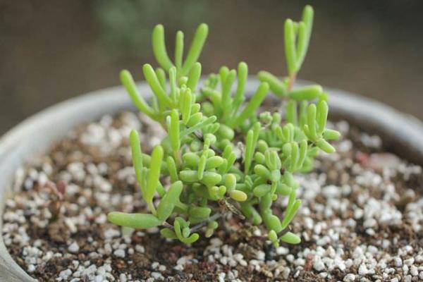 枝干番杏和碧光環(huán)的區(qū)別是什么 碧光環(huán)的簡介