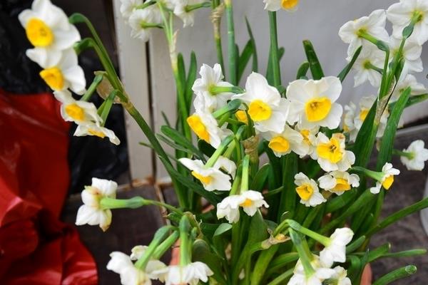 水仙花長太高怎么辦 水仙花如何修剪