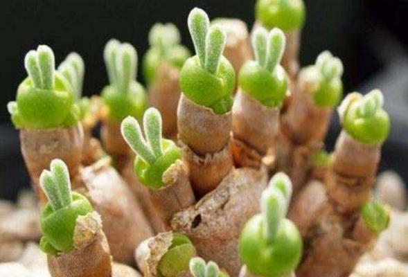 碧光環什么時候開花 碧光環怎么保持短耳朵(不讓它長大)