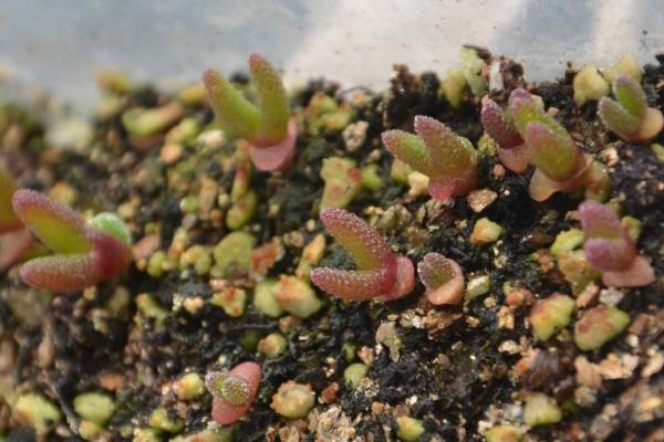 碧光環什么時候開花 碧光環怎么保持短耳朵(不讓它長大)