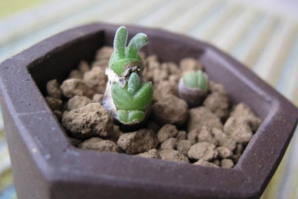 碧光環什么時候開花 碧光環怎么保持短耳朵(不讓它長大)