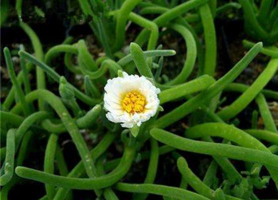 碧光環什么時候開花 碧光環怎么保持短耳朵(不讓它長大)