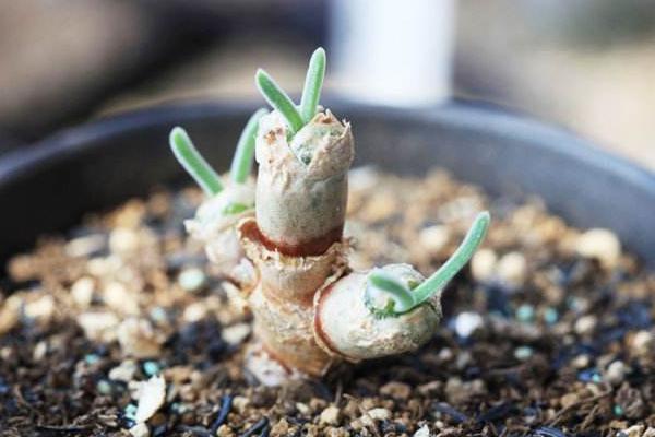 碧光環什么時候開花 碧光環怎么保持短耳朵(不讓它長大)