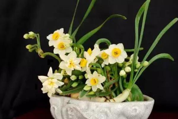 關于水仙花的傳說有哪些 水仙花像什么