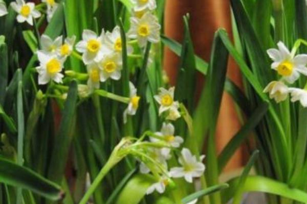 水仙花長(zhǎng)太高怎么辦 水仙花如何修剪