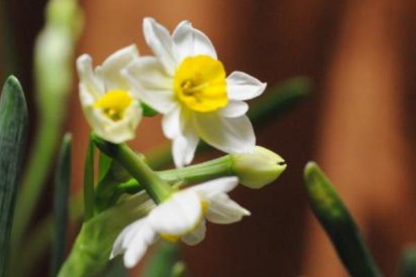 水仙花長(zhǎng)太高怎么辦 水仙花如何修剪