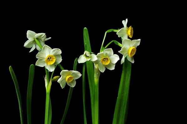 水仙花長(zhǎng)太高怎么辦 水仙花如何修剪