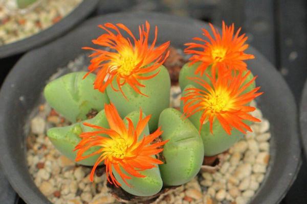 養生石花用什么土最好 生石花最大能長多大