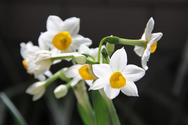 水仙花圖片大全 關(guān)于水仙花的知識