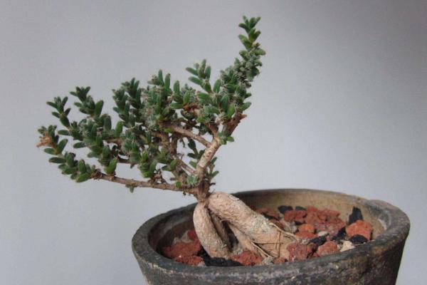 姬紅小松怎么長不大 姬紅小松怎么修剪