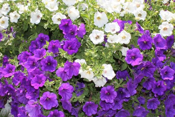 家庭陽臺盆栽矮牽牛花的方法 矮牽牛葉子發黃怎么辦