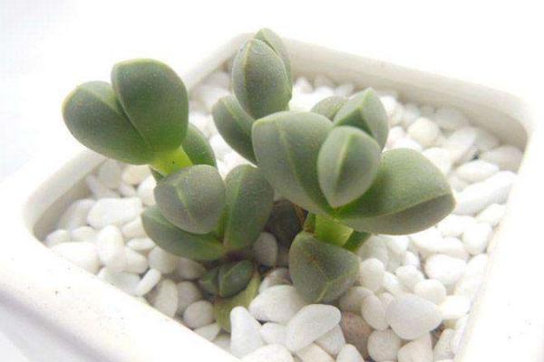 鹿角海棠什么時候開花 鹿角海棠怎么養