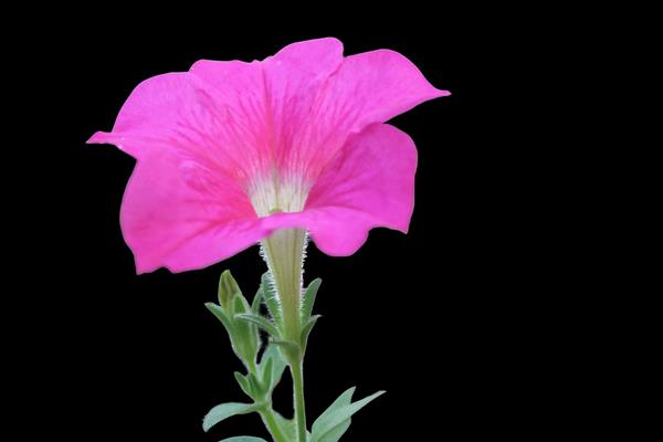 矮牽牛什么時候打頂 矮牽牛摘心方法（圖解）