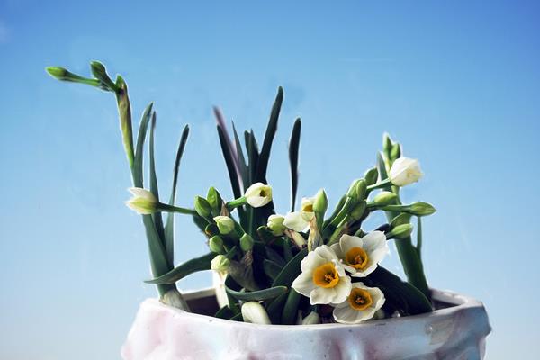 關(guān)于水仙花的詩歌（詩句）有哪些 水仙花的花語