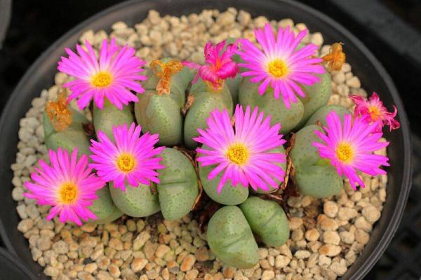 生石花圖片大全 生石花品種有哪些