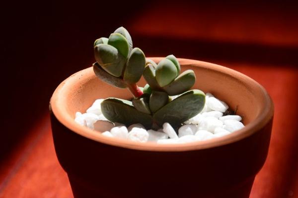 鹿角海棠怎么繁殖 鹿角海棠砍頭扦插方法圖解