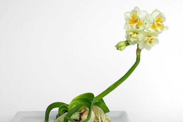 關于水仙花的詩歌(詩句)有哪些 水仙花的花語