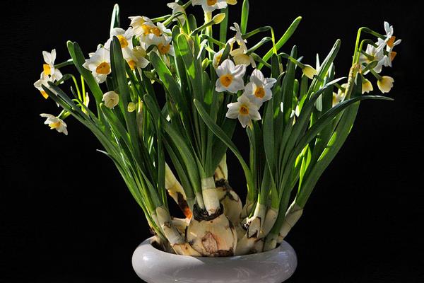 關于水仙花的詩歌(詩句)有哪些 水仙花的花語