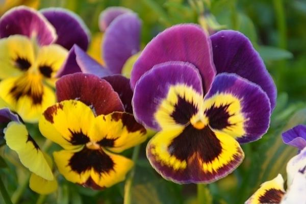 蝴蝶花圖片大全 蝴蝶花的花語是什么