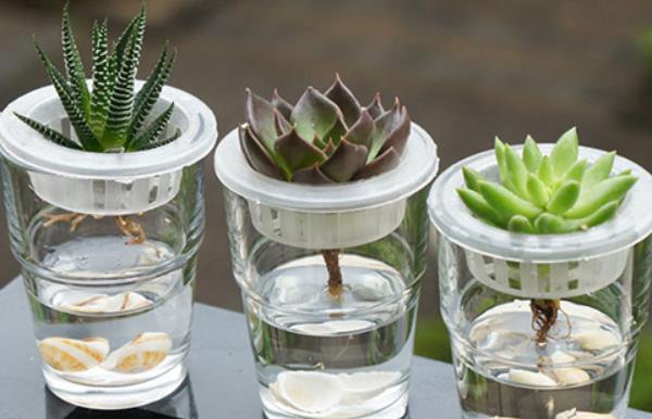 多肉可以水培養殖嗎 多肉植物能在太陽底下暴曬嗎