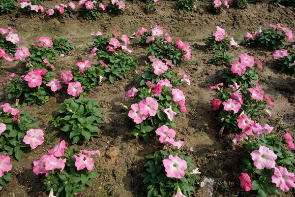 矮牽牛花圖片大全 矮牽牛扦插方法（圖解）