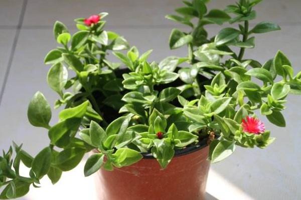 牡丹吊蘭能吃嗎（怎么吃） 牡丹吊蘭有毒嗎