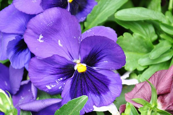 蝴蝶花怎么折（圖解步驟） 蝴蝶花的特點(diǎn)