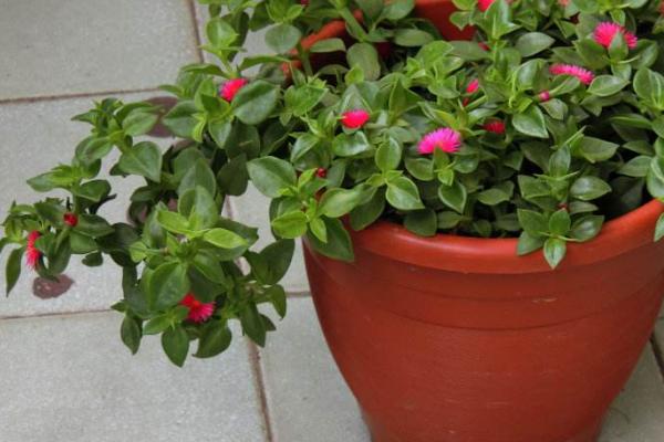 牡丹吊蘭能吃嗎(怎么吃) 牡丹吊蘭有毒嗎