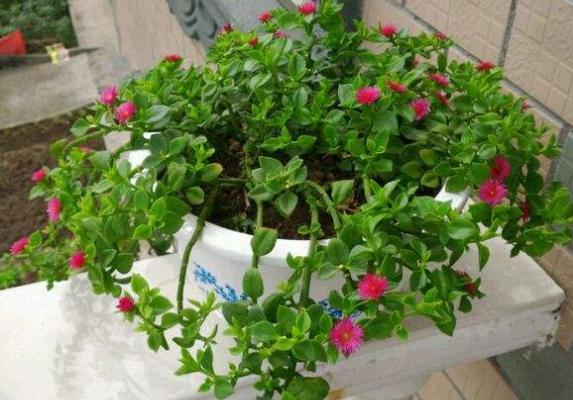 牡丹吊蘭能吃嗎(怎么吃) 牡丹吊蘭有毒嗎