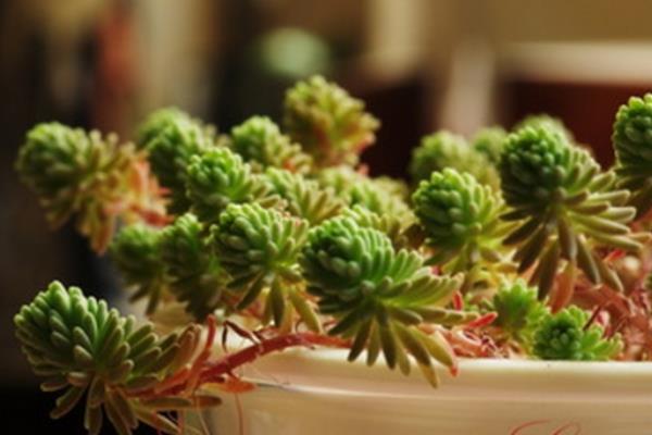 多肉植物為什么越長越高 一些多肉為什么會變色