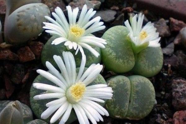 生石花圖片大全 生石花品種有哪些