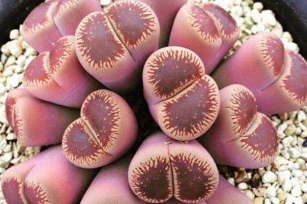 生石花圖片大全 生石花品種有哪些