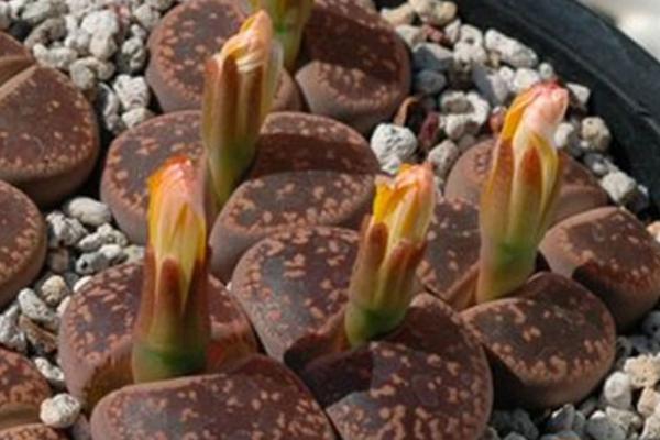 生石花圖片大全 生石花品種有哪些