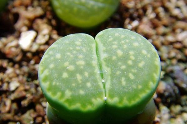 生石花圖片大全 生石花品種有哪些