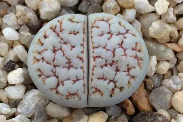 生石花圖片大全 生石花品種有哪些