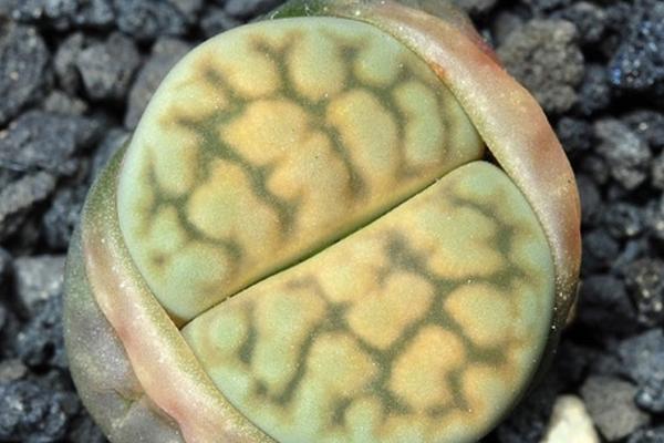 生石花圖片大全 生石花品種有哪些