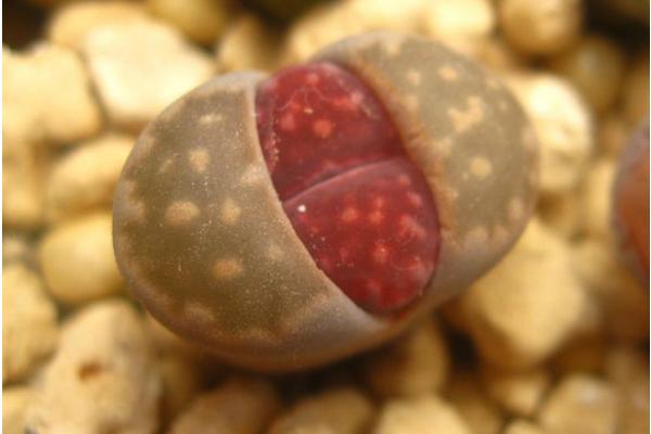 生石花圖片大全 生石花品種有哪些